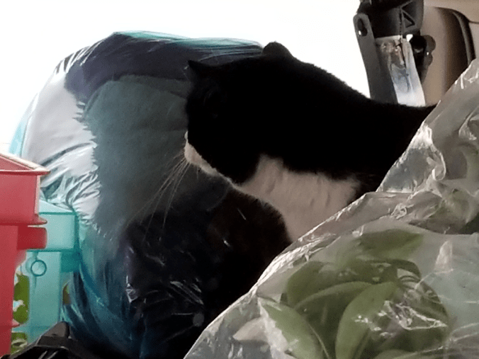 20171113_152135481109822