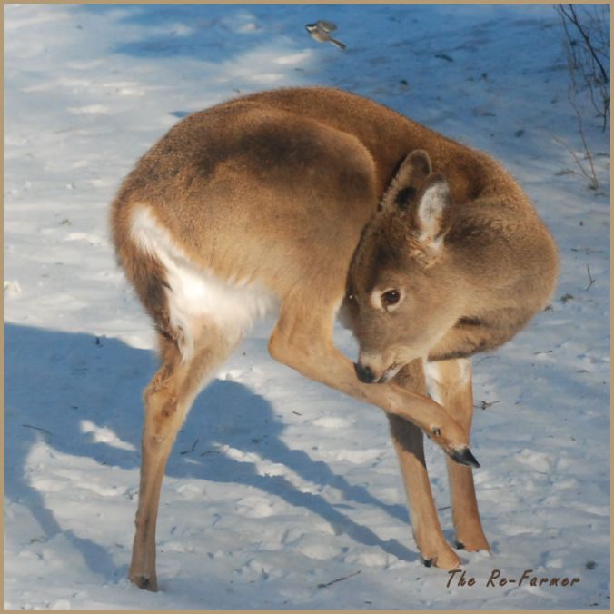 2018-01-15.whitetail.deer.bird