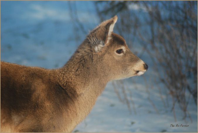 2018.01.15.whitetail.deer.profile