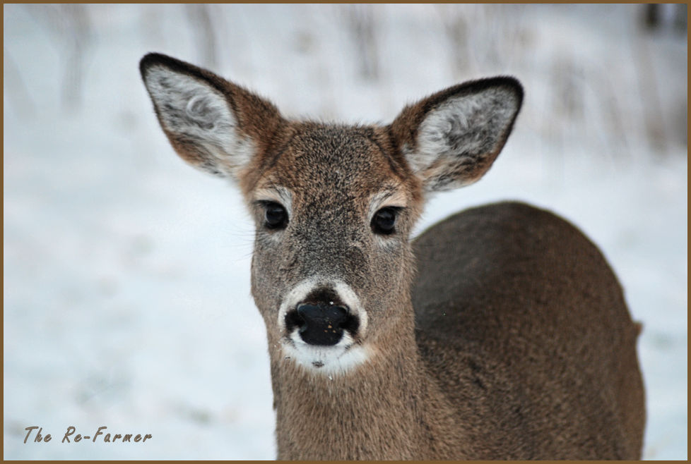2018-01-20.evening.whitetail1