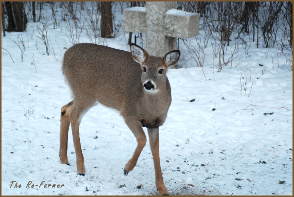 2018-01-20.evening.whitetail2