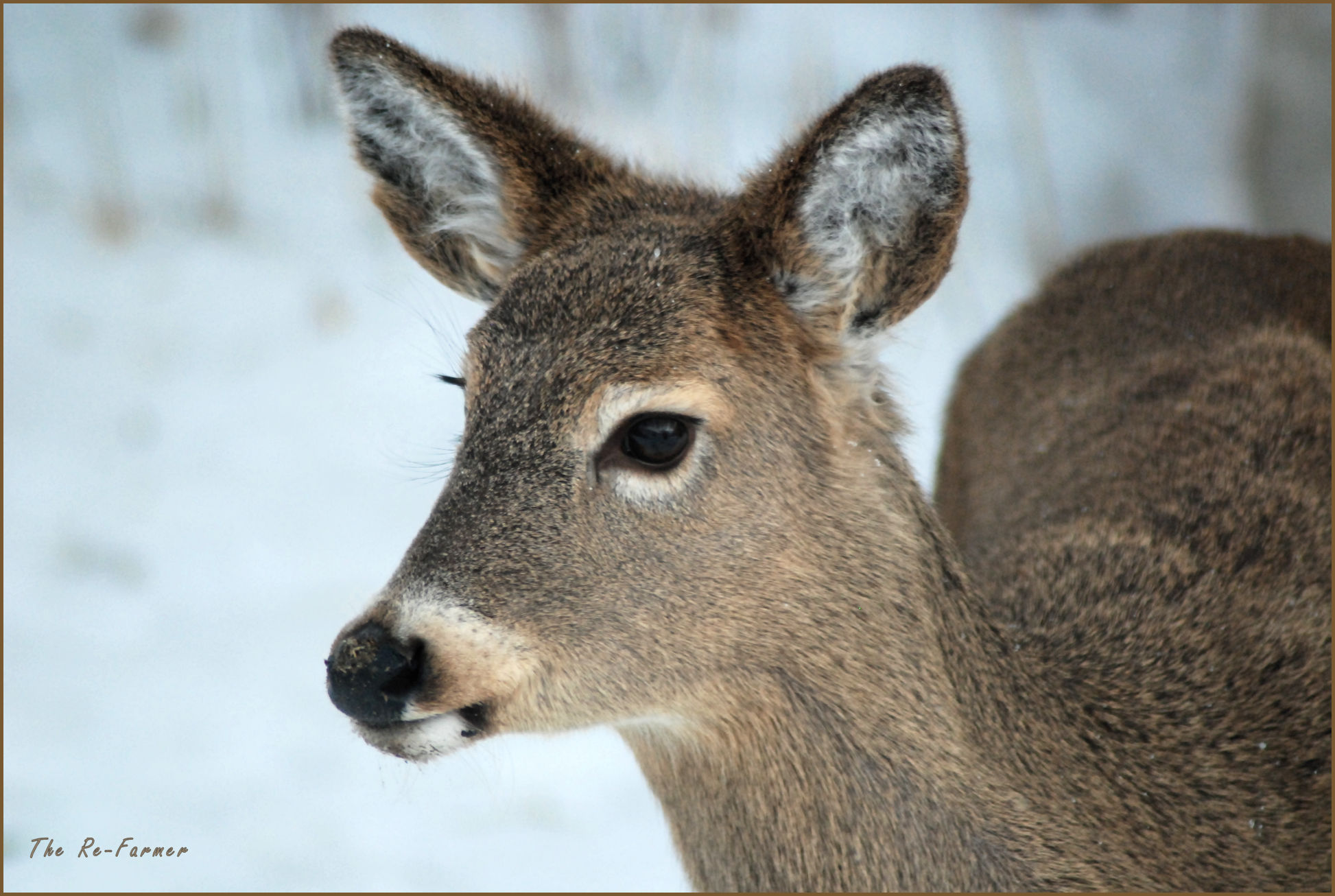 2018-01-20.morning.whitetail.2