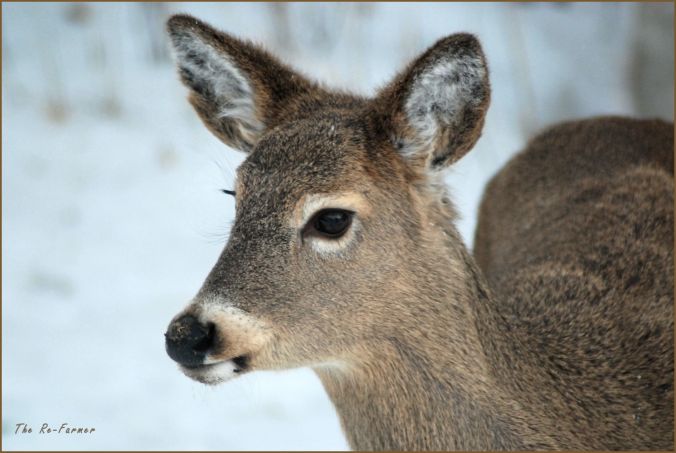 2018-01-20.morning.whitetail.2
