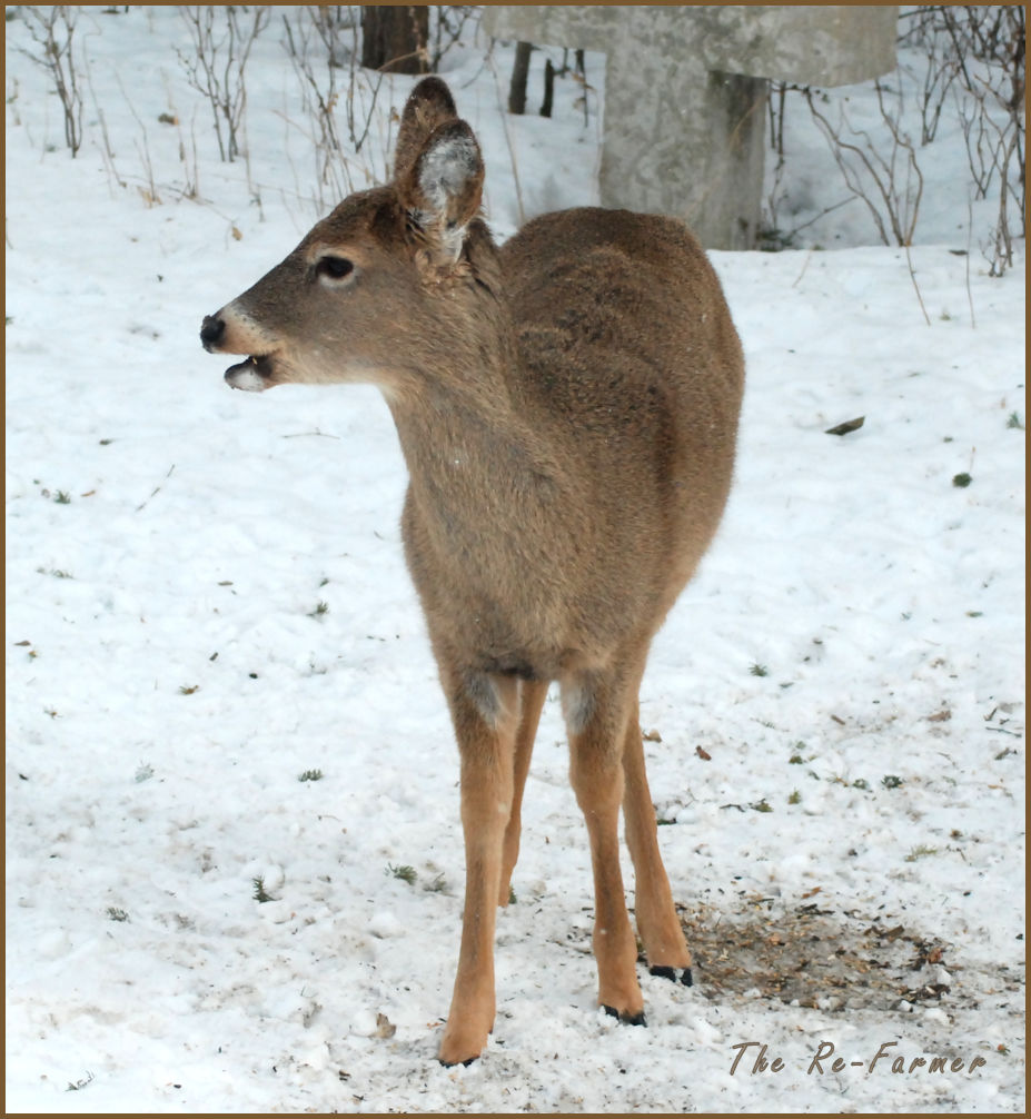 2018-01-20.morning.whitetail1