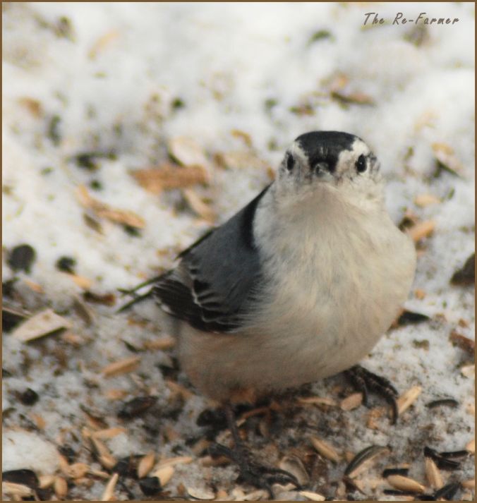2018-01-20.whitebreasted.nuthatch1