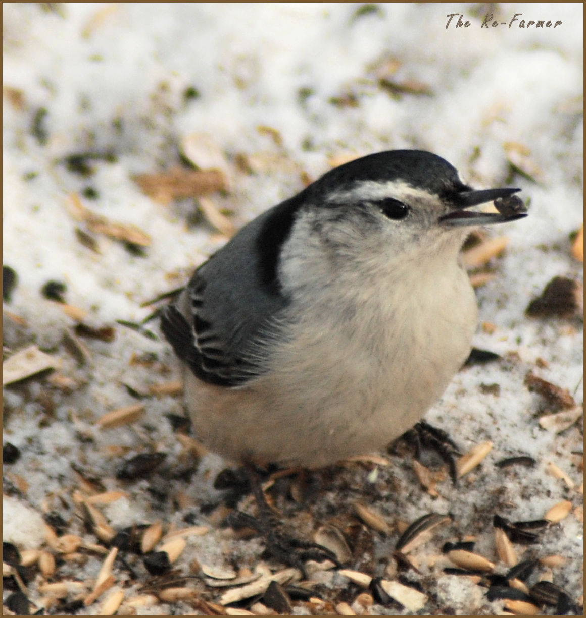 2018-01-20.whitebreasted.nuthatch2