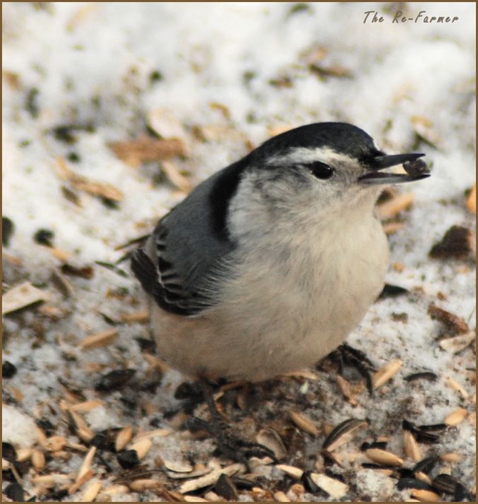 2018-01-20.whitebreasted.nuthatch2