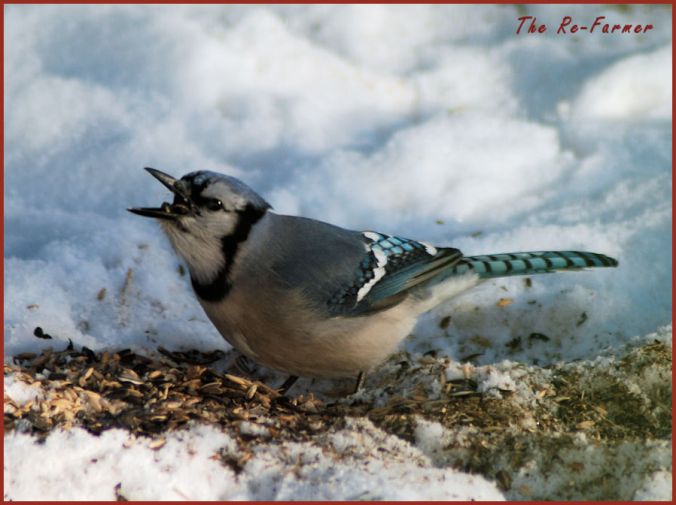 2018-01-24.blue.jay.eating