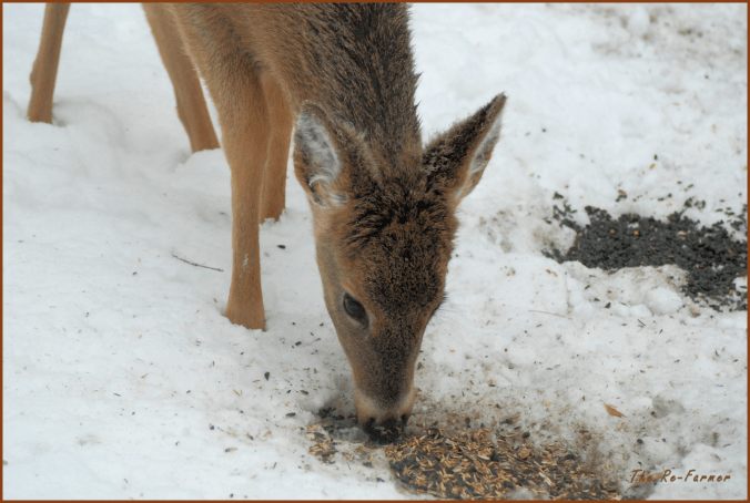 2018-01-26.white.tail.hungry.deer