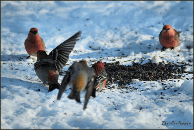 2018-01-28.bird.crowd.1
