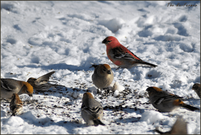2018-01-28.bird.crowd2