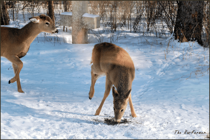 2018-01-28.two.whitetail.deer.1