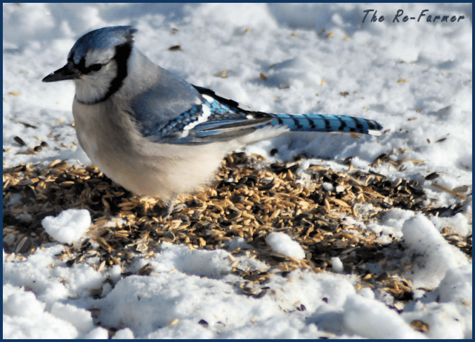 2018-01-31.bluejay