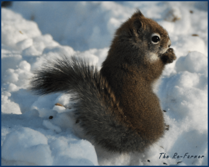 2018-01-31.squirrel