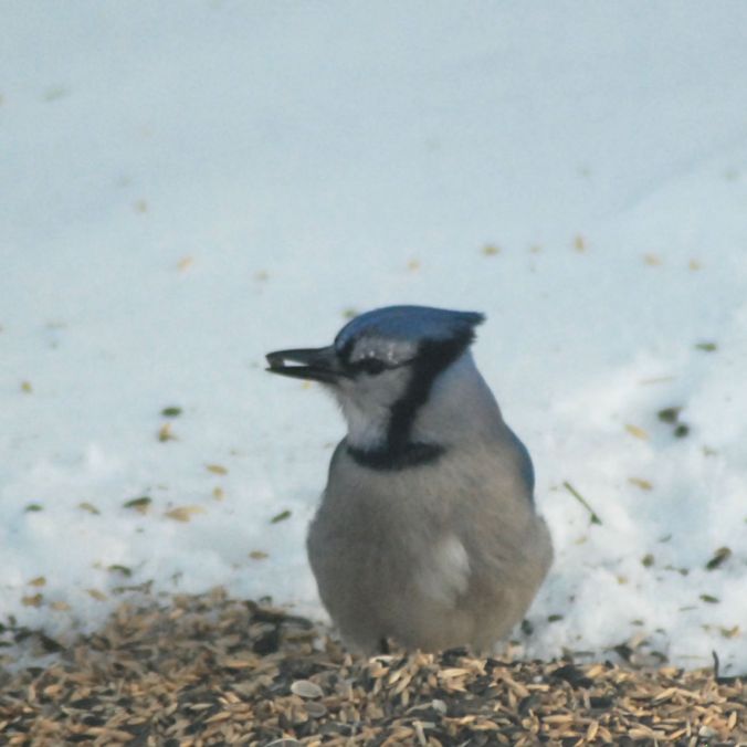 blue.jay.eating