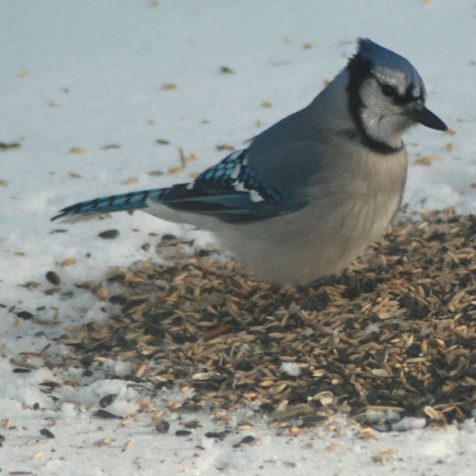 blue.jay.watching