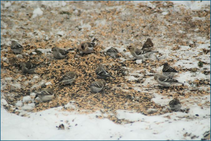 chipping.sparrow.01.10.2018