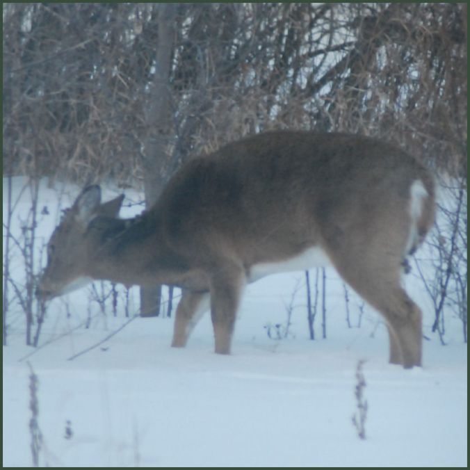 white.tail.deer.distance