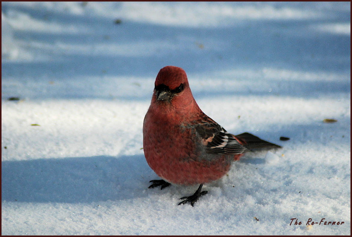 2018-02-01.pine.grosbeak