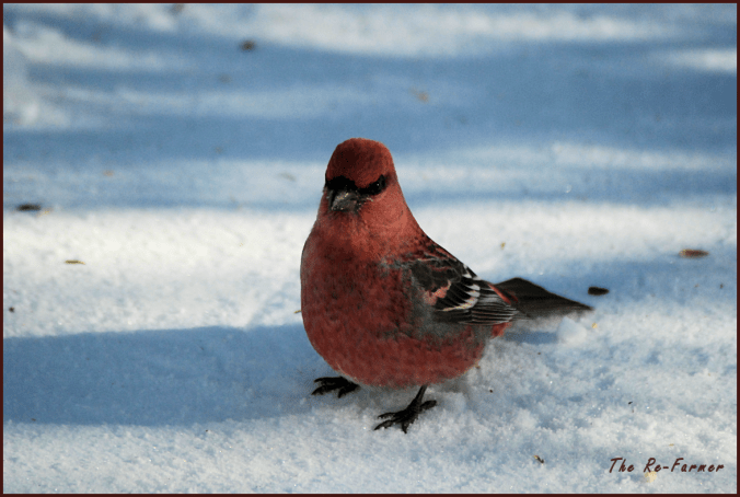2018-02-01.pine.grosbeak