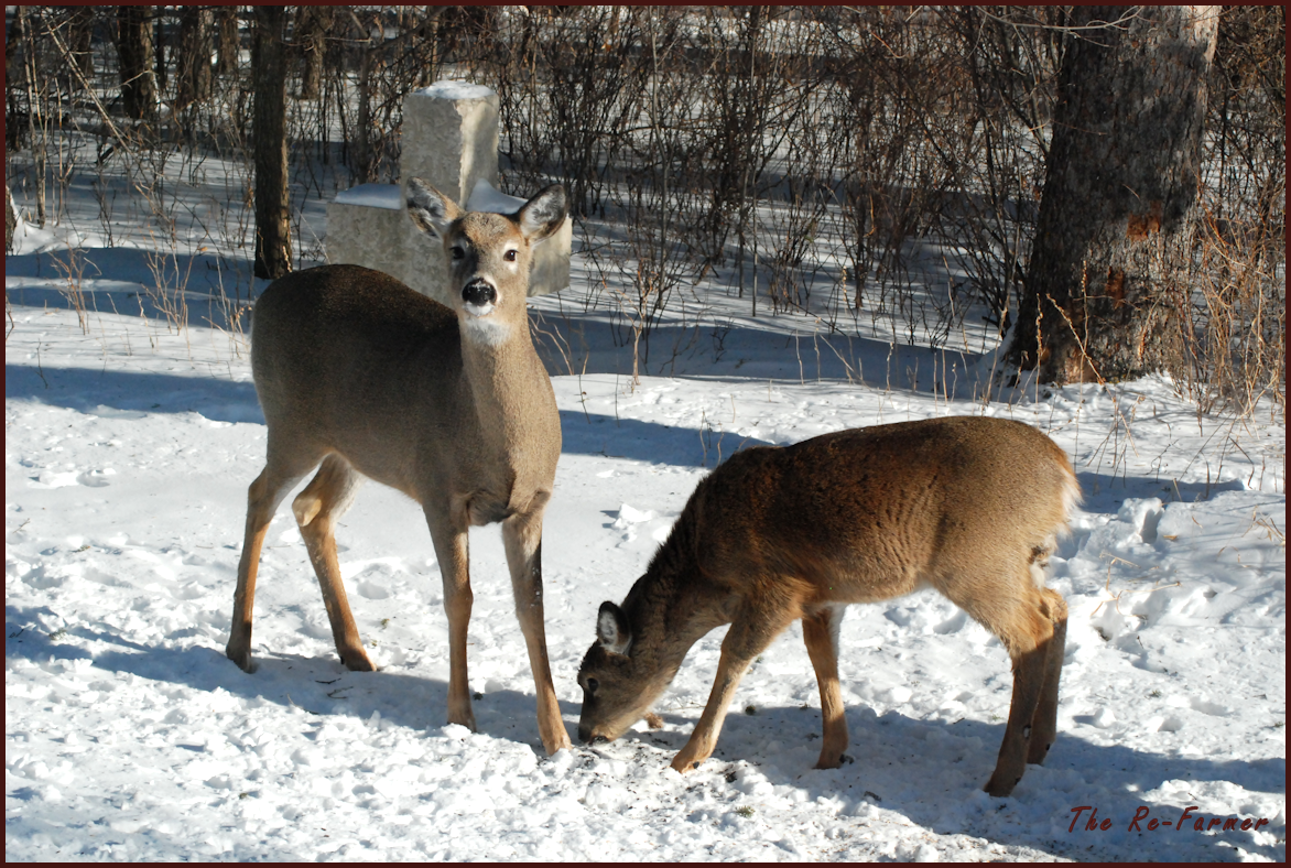 2018-02-01.whitetail.mom.baby