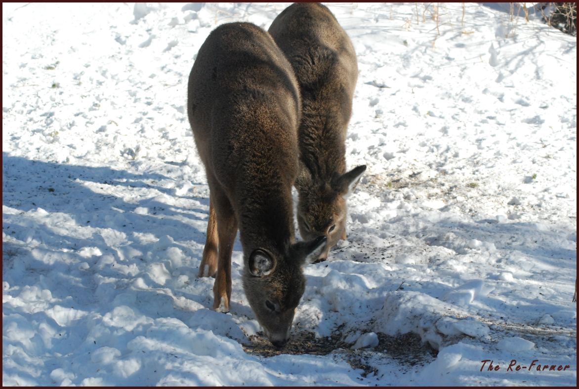 2018-02-01.whitetail.twins
