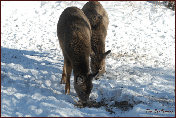 2018-02-01.whitetail.twins