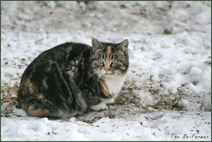 2018-02-05.butterscotch