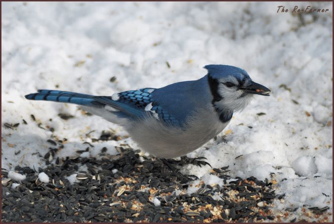 2018-02-16.bluejay
