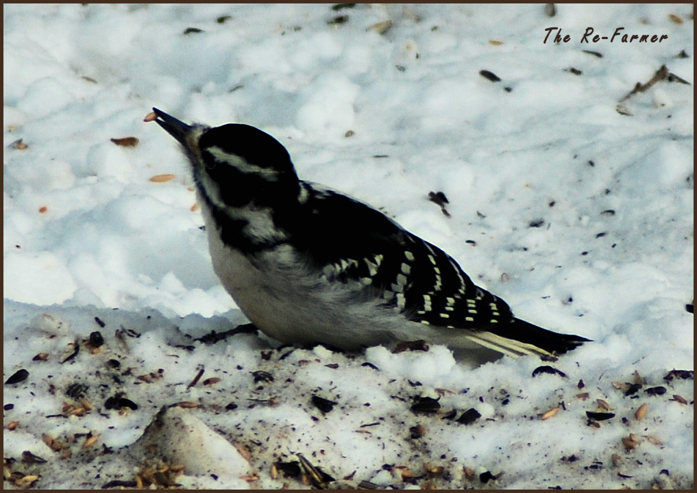 2018-02-16.downy.woodpecker
