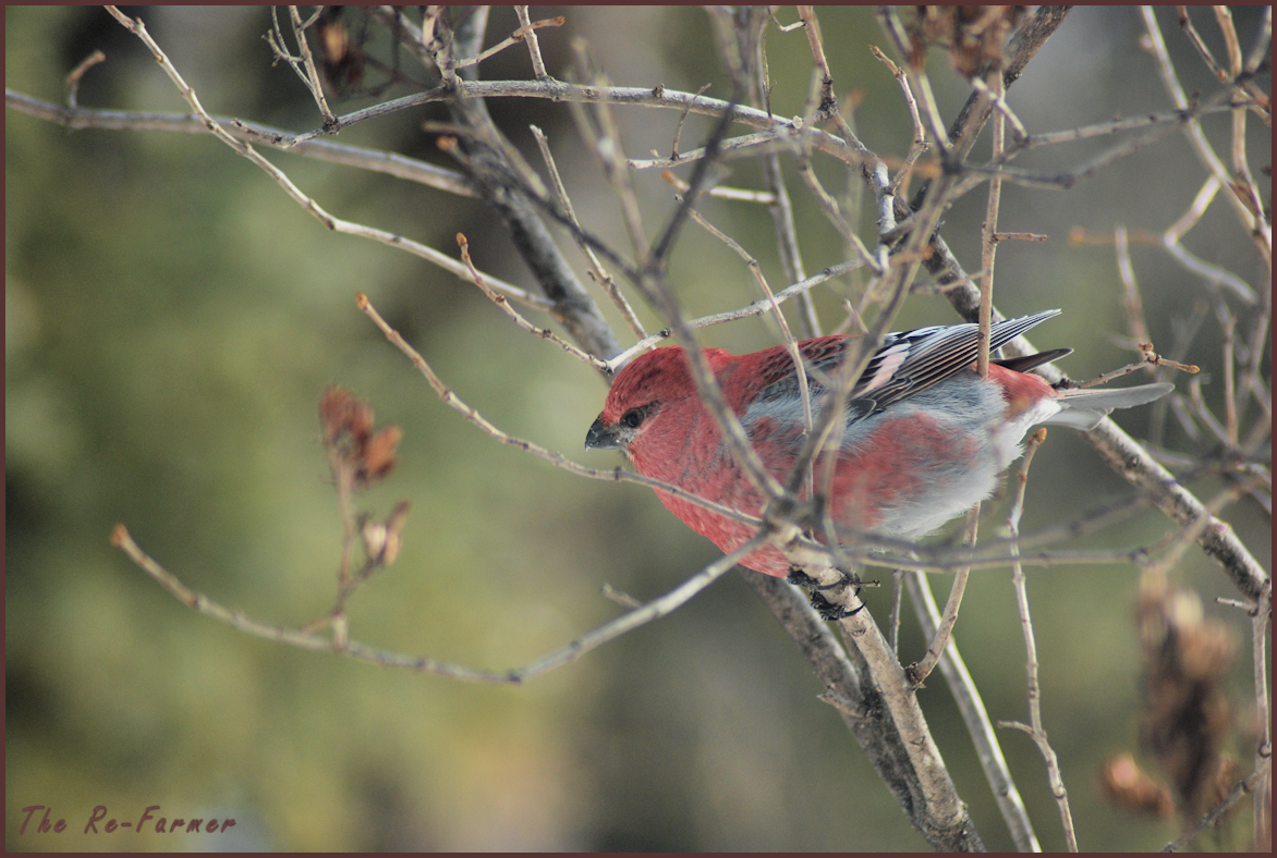 2018-02-16.male.pine.grosbeak