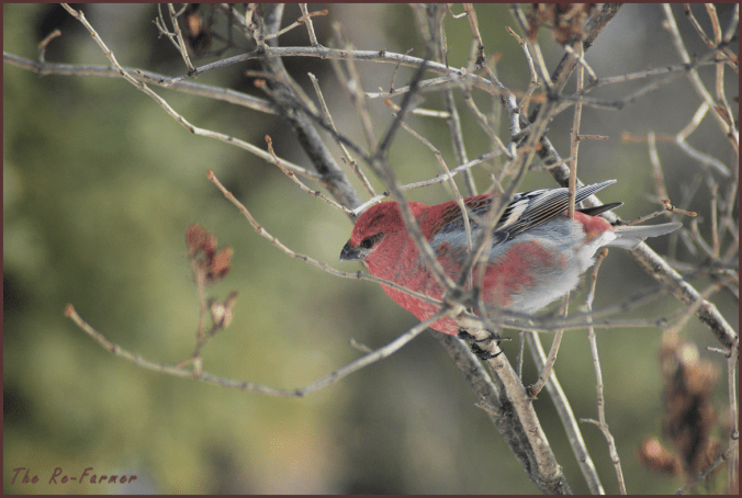 2018-02-16.male.pine.grosbeak