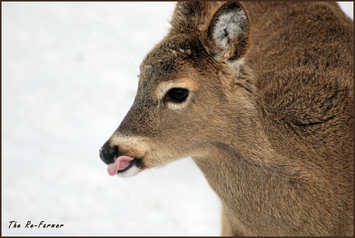 2018-02-16.white.tail.deer1