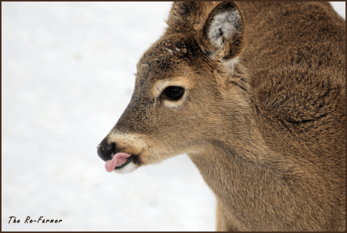2018-02-16.white.tail.deer1