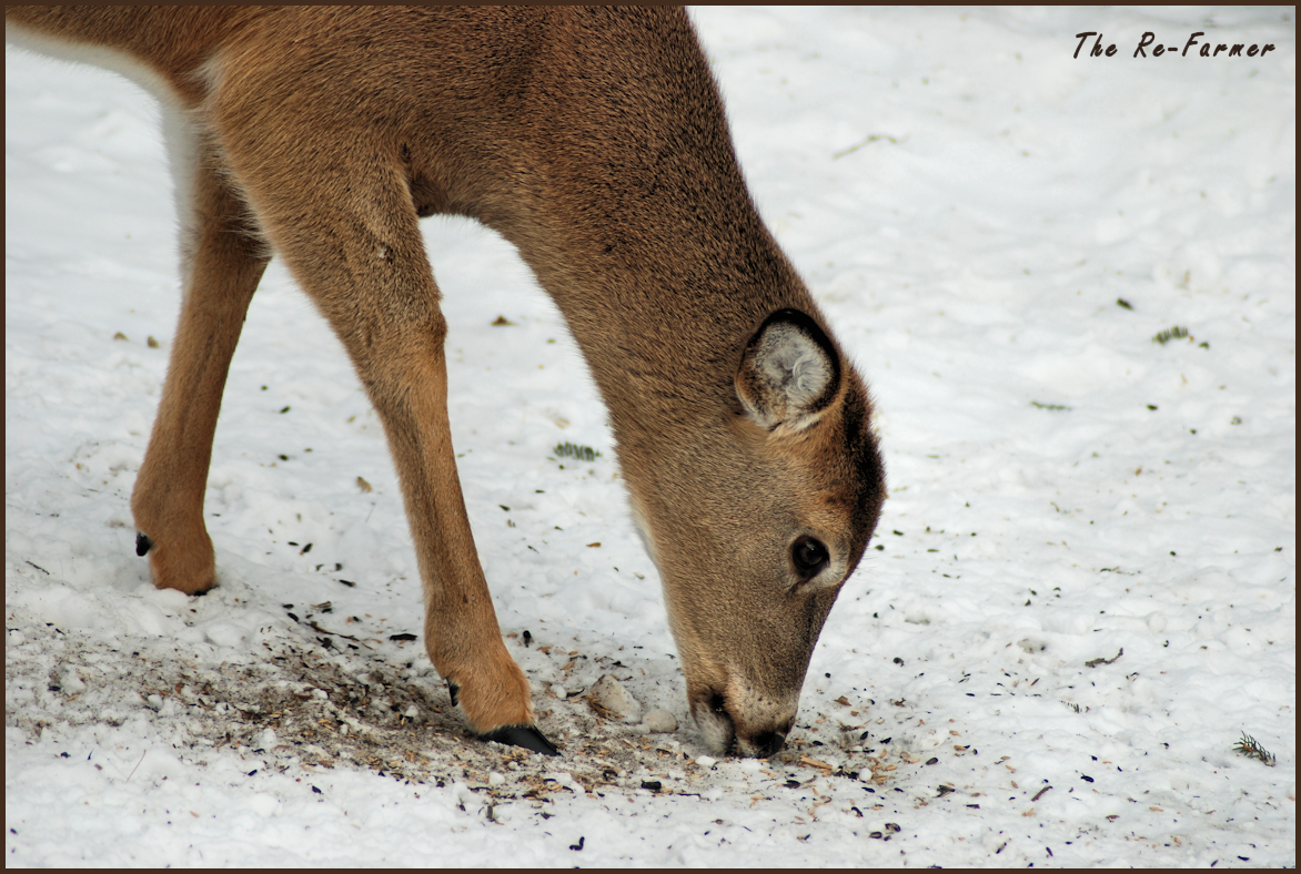 2018-02-16.white.tail.deer2