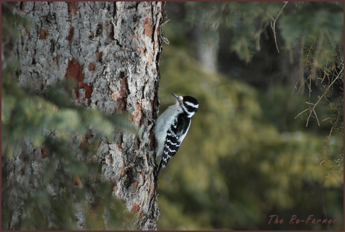 2018-02-16.woodpecker