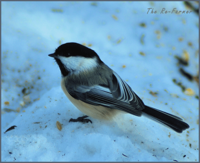 2018-02-18.chickadee