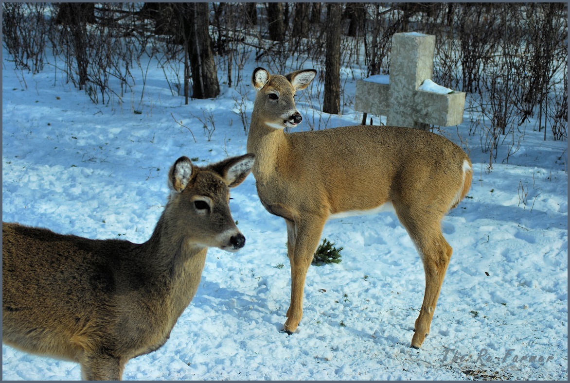 2018-02-18.two.whitetail.deer
