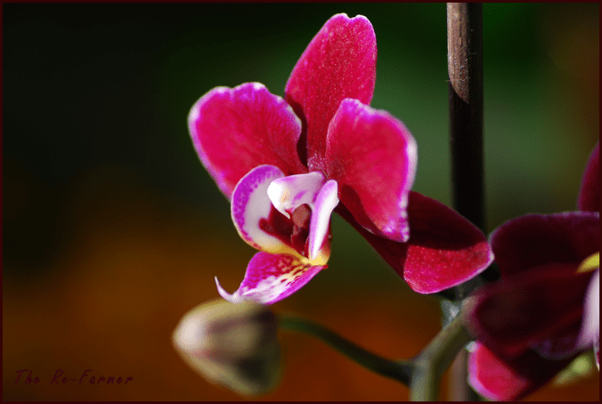 pink orchid