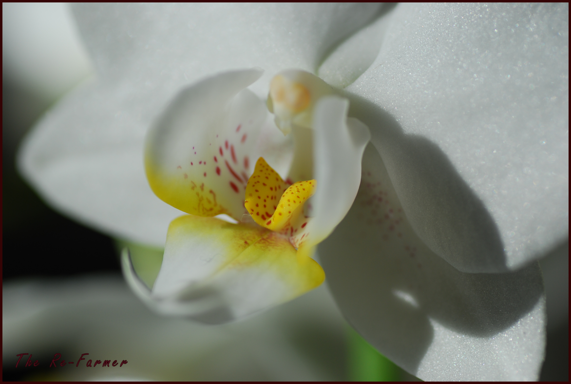 white orchid