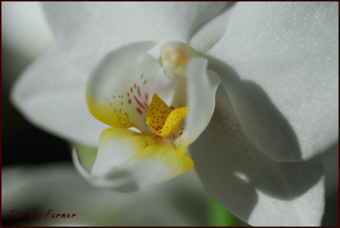 white orchid