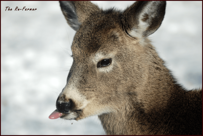 2018-02-19.whitetail.deer.tongue