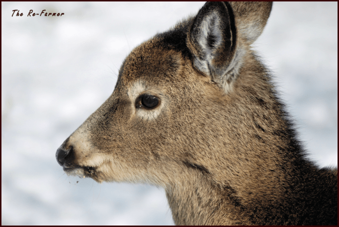 2018-02-19.young.whitetail.deer