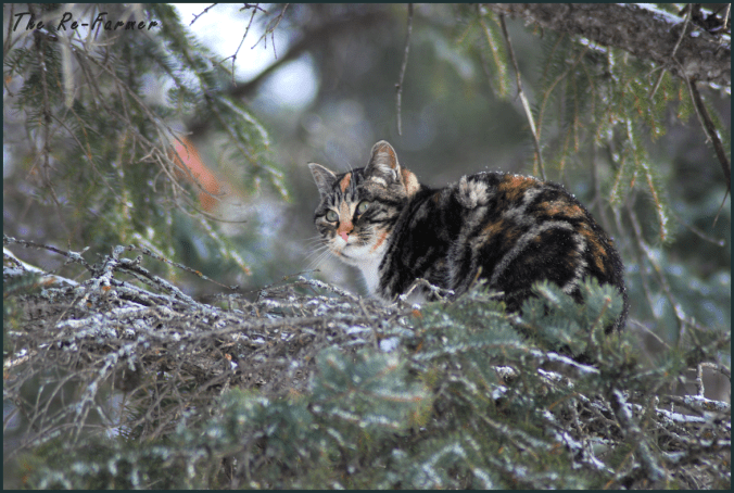 2018-02-20.cat.in.tree.2