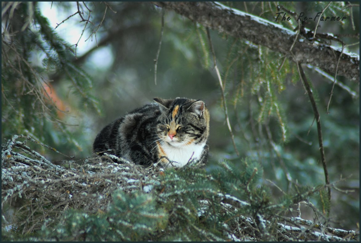 2018-02-20.cat.in.tree.snoozing