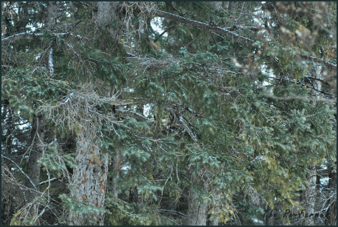 2018-02-20.cat.in.tree