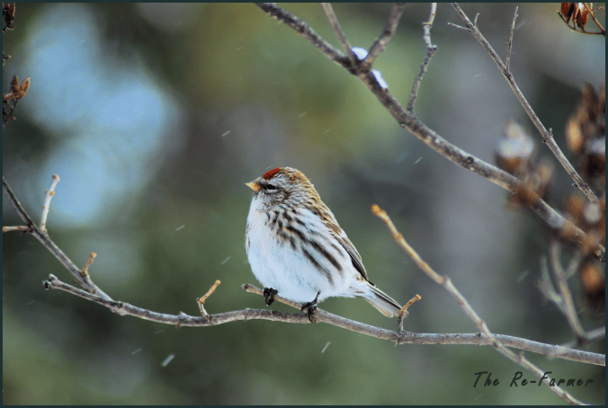 2018-02-20.redpoll