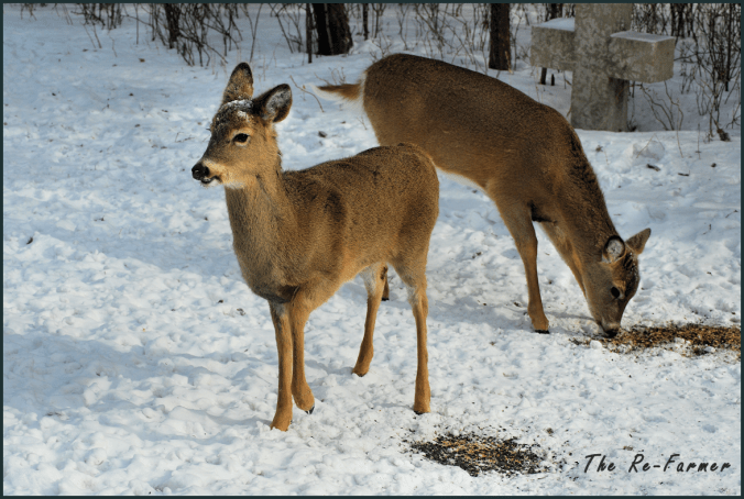 2018-02-20.two.whitetail.deer