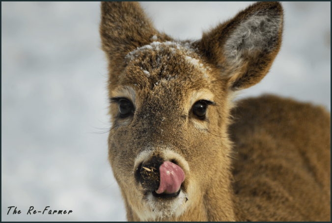 2018-02-20.whitetail.deer.tongue