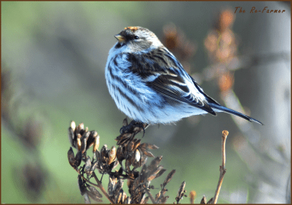 Female Redpoll